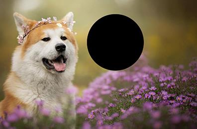 PS局部放大图制作方法