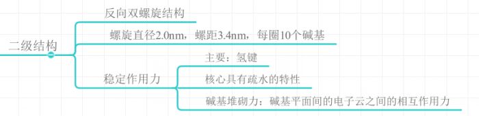 DNA的二级结构