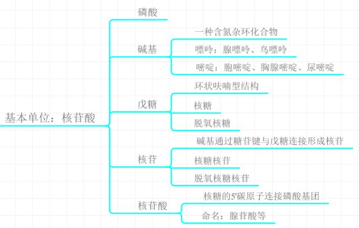 核酸的基本单位：核苷酸