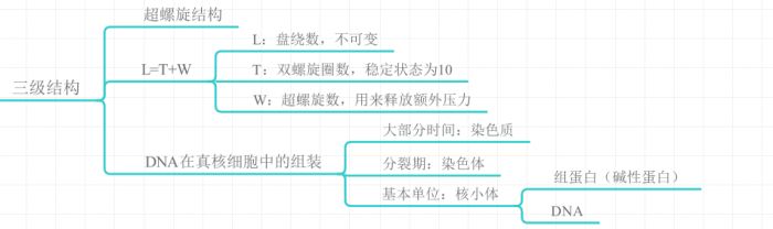 DNA的三级结构