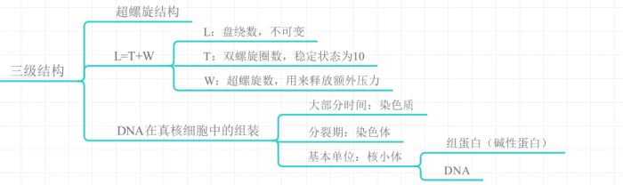 DNA的三级结构