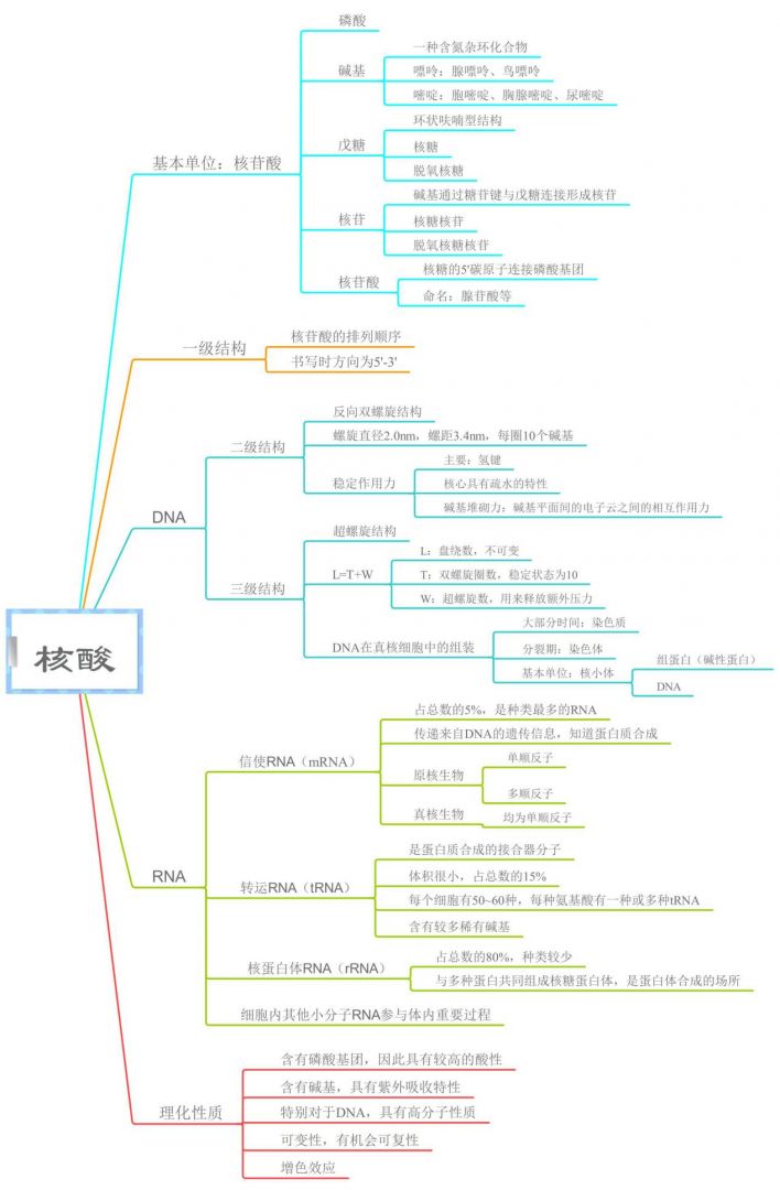 核酸基础知识的思维导图