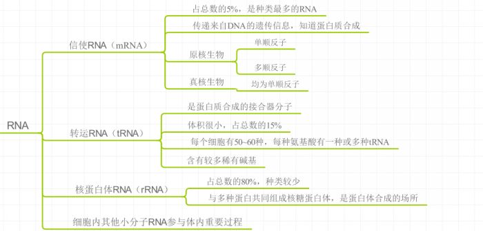 RNA的种类和作用