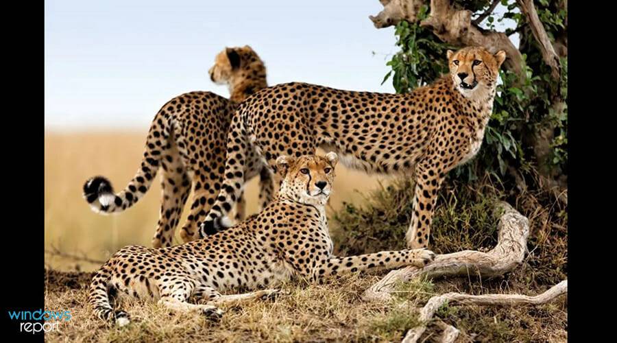 如何在 Windows 上创建自定义的屏幕保护程序文件(.scr)？