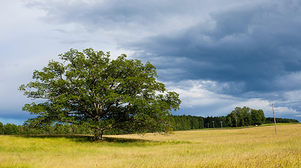 实战分享：用 Python 自动化监控文件夹实现服务部署