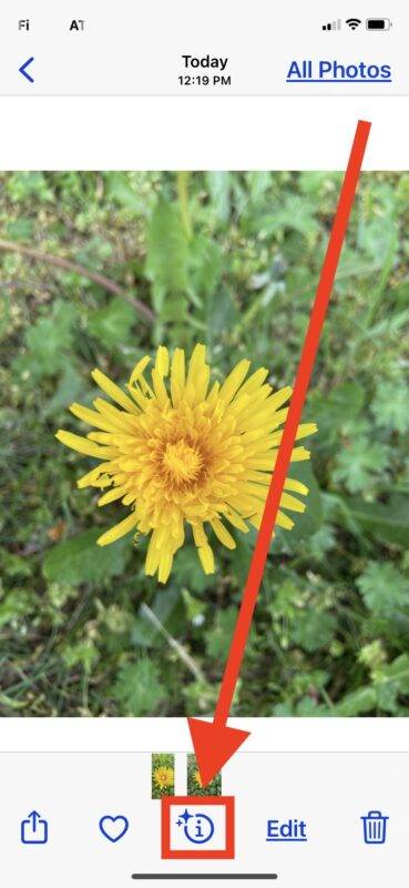 使用 iPhone 隐藏功能，轻松识别花卉和植物