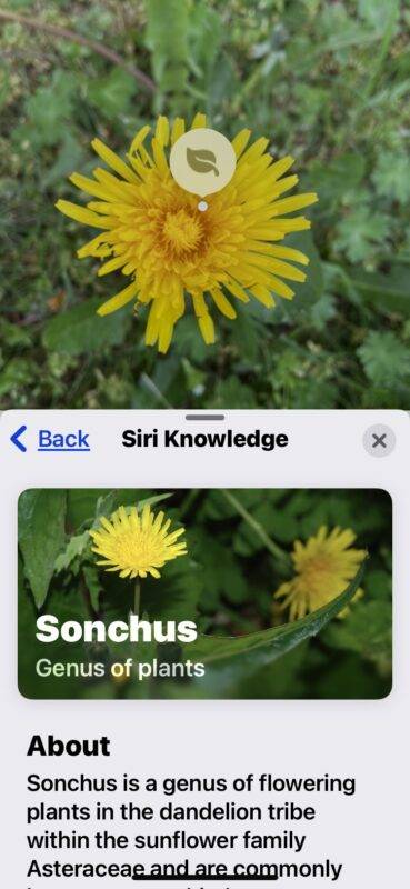 使用 iPhone 隐藏功能，轻松识别花卉和植物