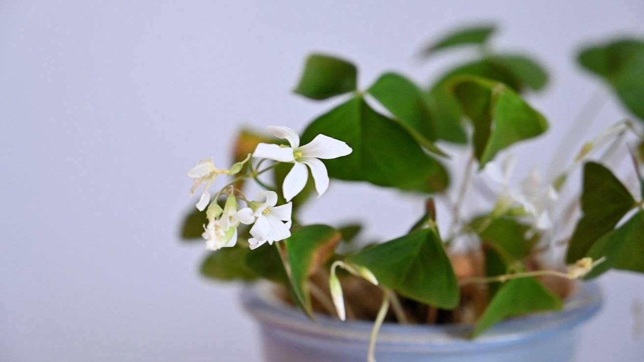 iPhone相机如何识别植物和花卉