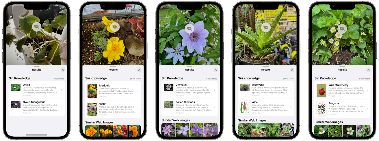 iPhone相机如何识别植物和花卉