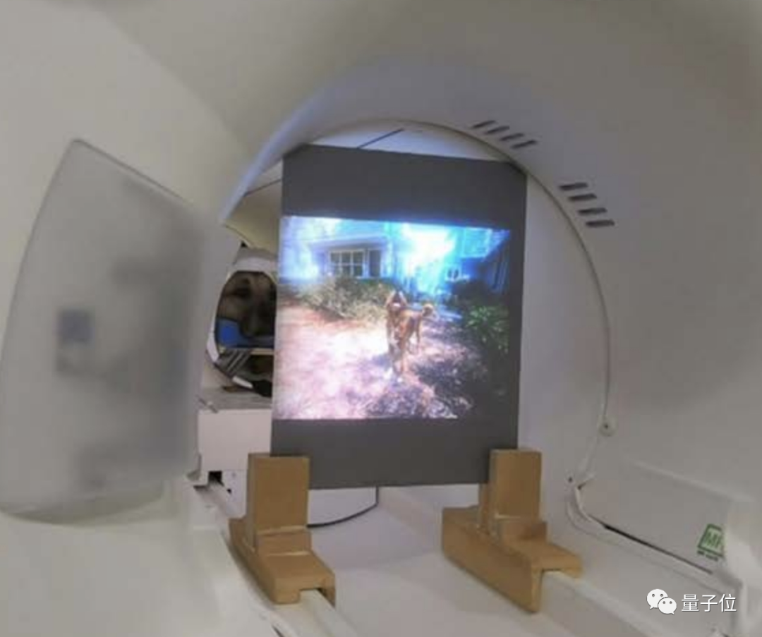 家中狗子都在想些啥，科学家们利用机器学习搞清楚了