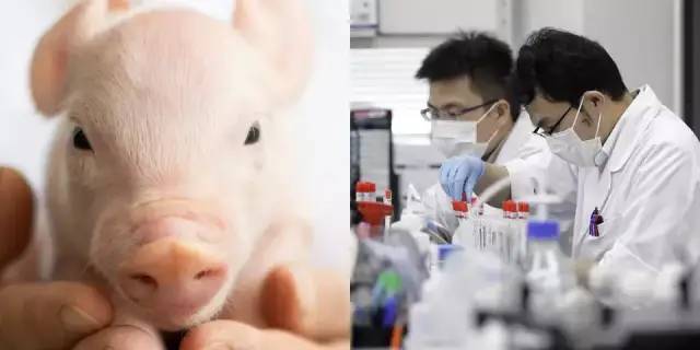 世界首次用AI成功克隆猪！南开大学做到了