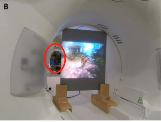 狗狗如何看世界？人类研究员要解码狗脑中的视觉认知