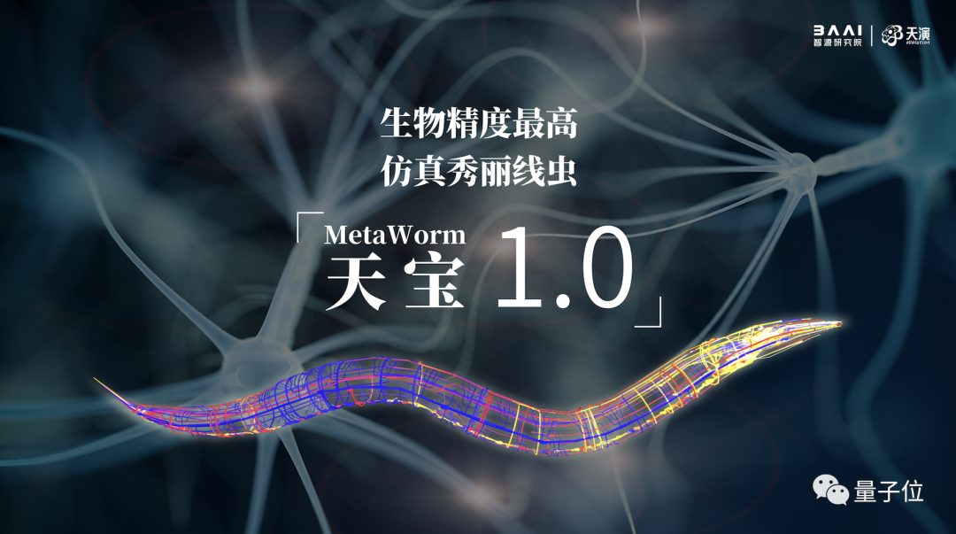 这只线虫不简单!大脑被高精度还原,可动态蠕动前行