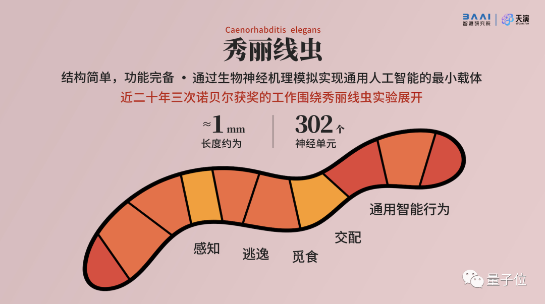 这只线虫不简单!大脑被高精度还原,可动态蠕动前行