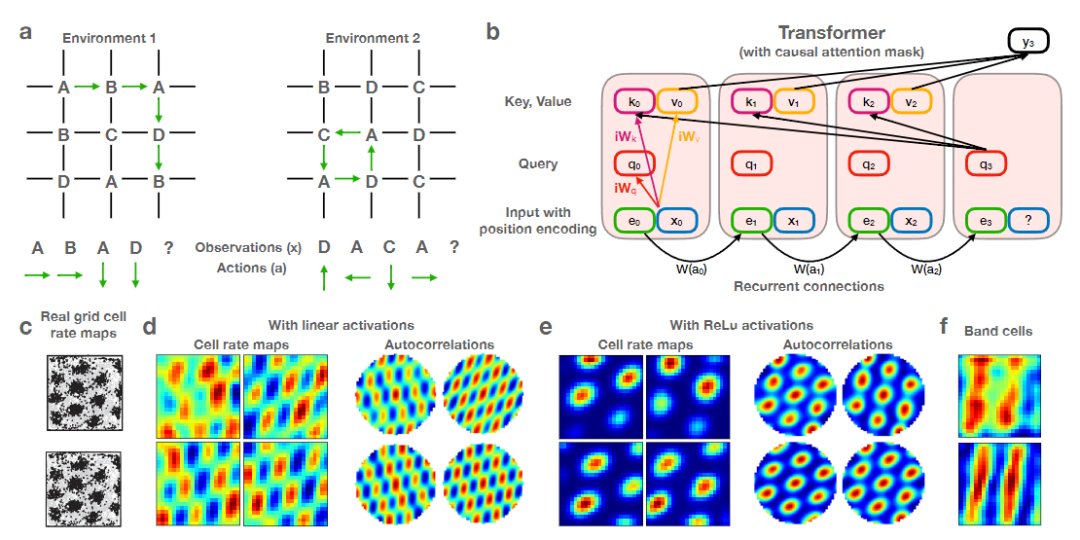 大脑里也有个Transformer!和「海马体」机制相同