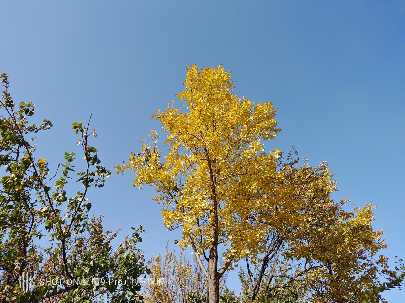 红魔9 Pro+评测：游戏手机、也可能是所有手机的终极形态