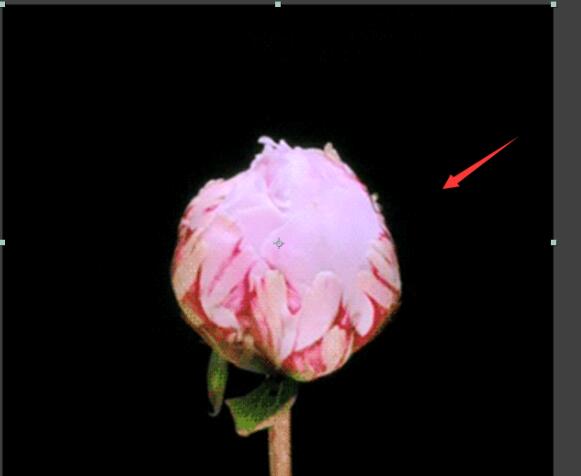 AE制作花开动画的图文方法