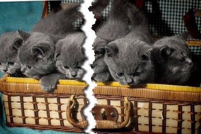 Photoshop制作照片撕裂效果的详细操作流程