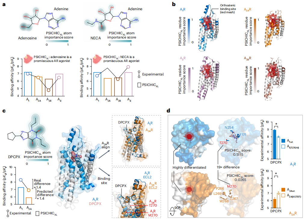 Nature子刊，准确率达96%，AI从序列中预测蛋白-配体互作