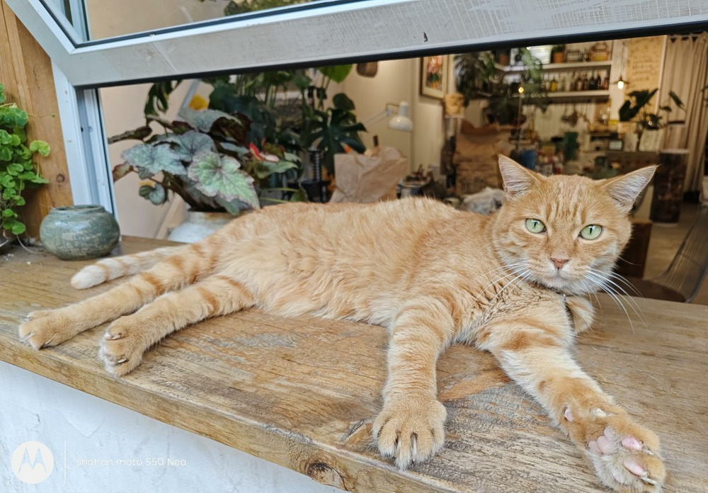 多彩外观,轻薄机身配备超大电池:moto S50 Neo评测