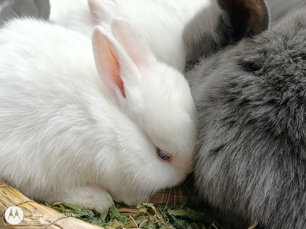 多彩外观,轻薄机身配备超大电池:moto S50 Neo评测