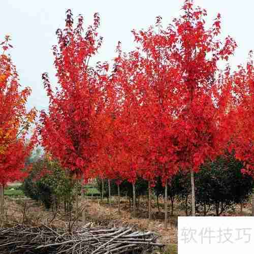 红枫树苗的培育方法与管理技巧