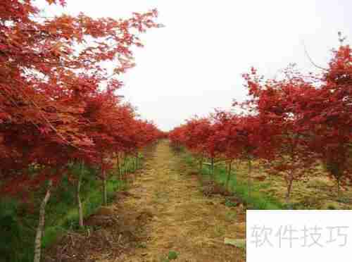 红枫树苗的培育方法与管理技巧