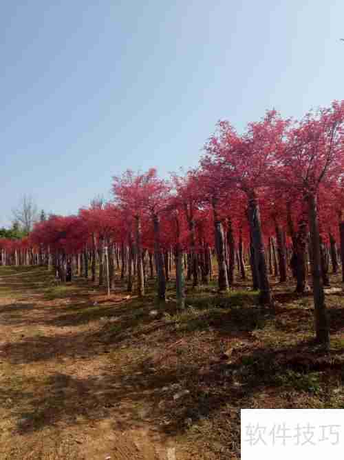 红枫树苗的培育方法与管理技巧