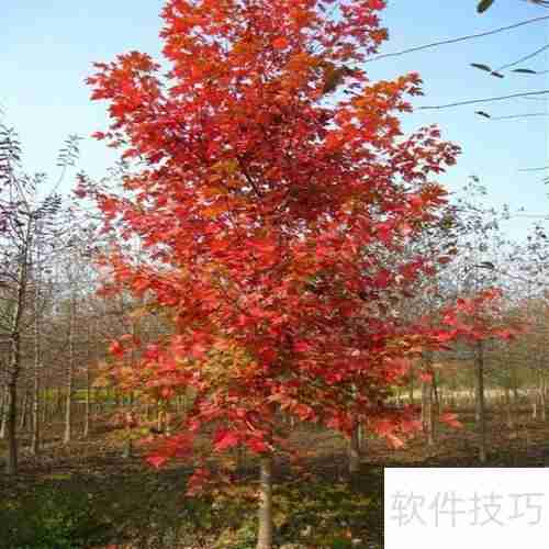 红枫树苗的培育方法与管理技巧