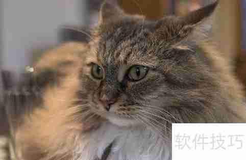 训练猫咪小技巧：当猫犯错时该怎么办？