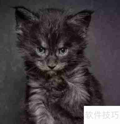 训练猫咪小技巧：当猫犯错时该怎么办？