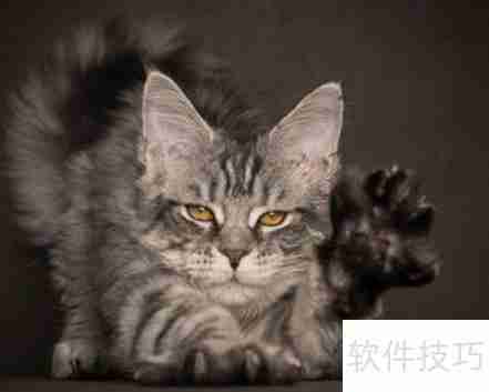 训练猫咪小技巧：当猫犯错时该怎么办？