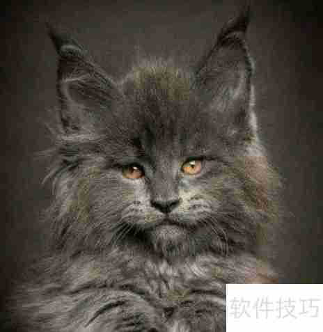 训练猫咪小技巧：当猫犯错时该怎么办？