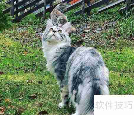 训练猫咪小技巧：当猫犯错时该怎么办？