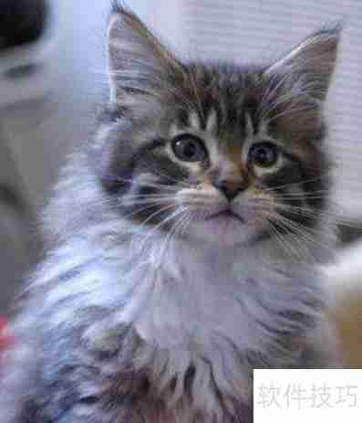 训练猫咪小技巧：当猫犯错时该怎么办？