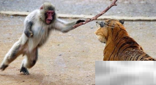 《黑神话悟空》虎先锋表情包分享