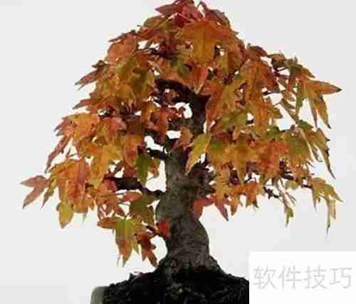 日本红枫变绿了怎么办：恢复红叶的护理方法