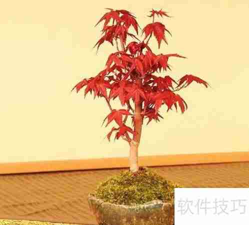 日本红枫变绿了怎么办：恢复红叶的护理方法
