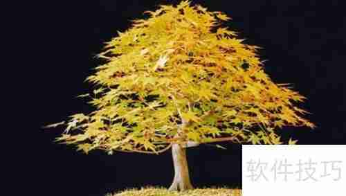 日本红枫变绿了怎么办：恢复红叶的护理方法