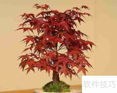 日本红枫变绿了怎么办：恢复红叶的护理方法