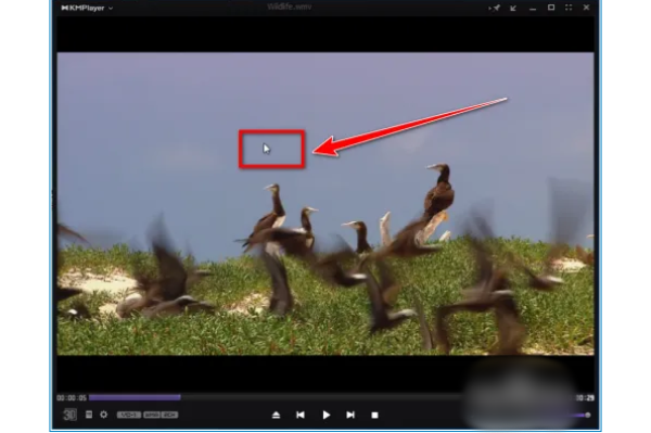 kmplayer plus怎么导入字幕?kmplayer plus导入字幕的操作流程