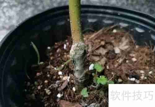 红枫养护指南：如何让红枫健康成长