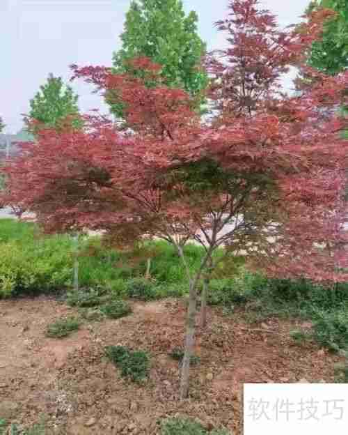 红枫养护指南：如何让红枫健康成长