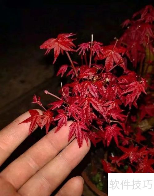 红枫养护技巧：健康生长全攻略