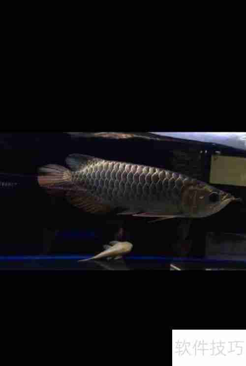 嘉池龙鱼：快速鉴别方法指南