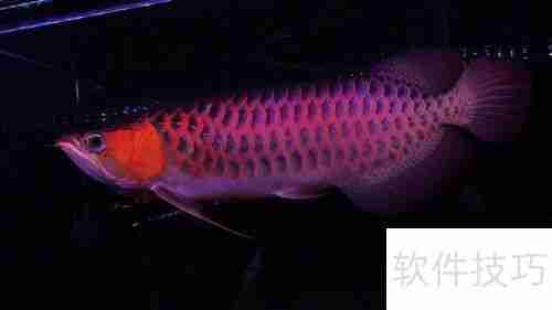 嘉池龙鱼：快速鉴别方法指南