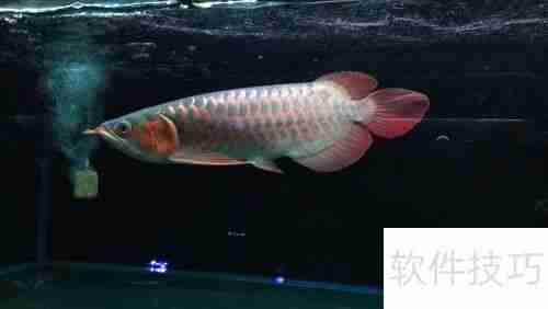 嘉池龙鱼：快速鉴别方法指南