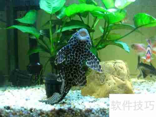 魔兽世界：清道夫坐骑获取攻略