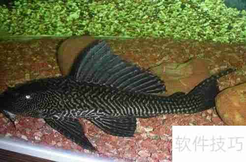 魔兽世界：清道夫坐骑获取攻略