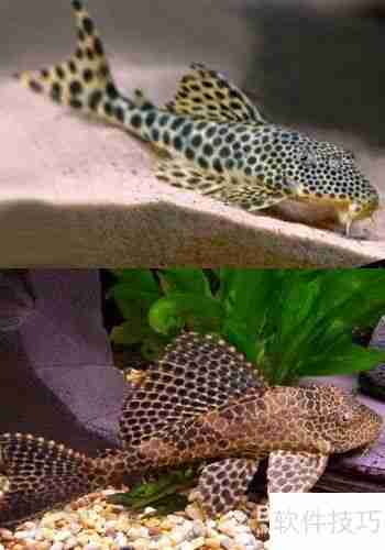 魔兽世界：清道夫坐骑获取攻略